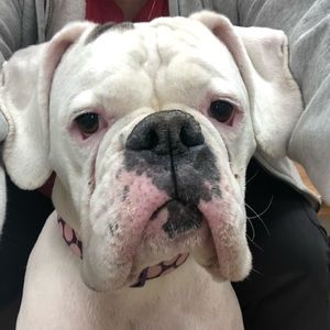 Meet your Posher, Amanda